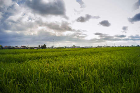 beautiful rice fieldsの写真素材
