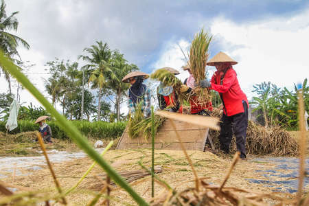 harvesting rice carried out by these tough mothers is a job that is not easy, besides being tired of...