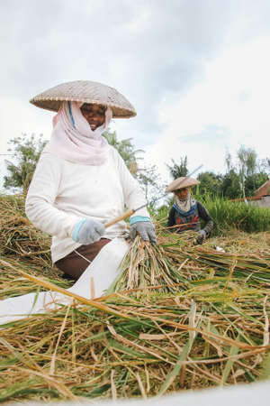 harvesting rice carried out by these tough mothers is a job that is not easy, besides being tired of its work there is also a challenge from the sun.のeditorial素材