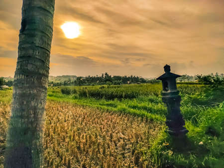 Photo of afternoon rice paddies in Baliの写真素材