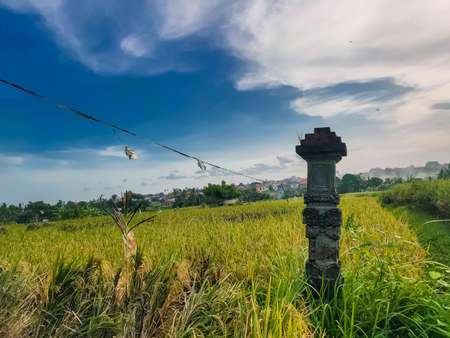 Photo of afternoon rice paddies in Baliの写真素材