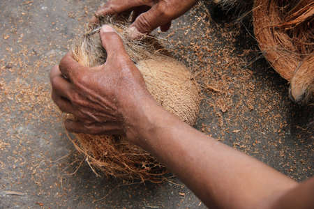 photo process of opening coconut fibers