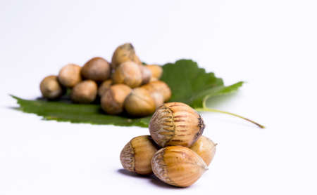hazelnut green leaves at the rear depth of field