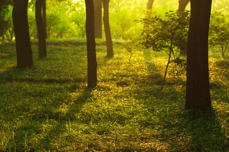 Park scenery, early in the morningの写真素材