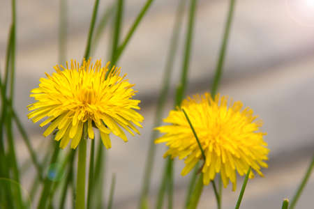 yellow flowersの写真素材
