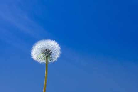 A dandelion under the blue skyの写真素材