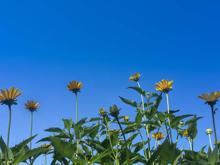 sunflower fieldの写真素材