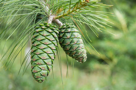 Green pine coneの写真素材