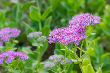 Close up view of a pink flower growing in the wildの写真素材