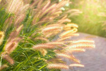 Close up view to bristlegrassの写真素材