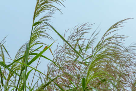 Close up view of a reedの写真素材