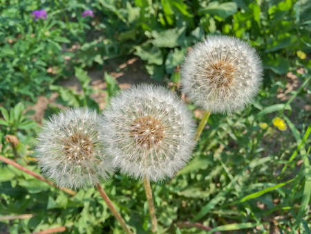 dandelionの写真素材