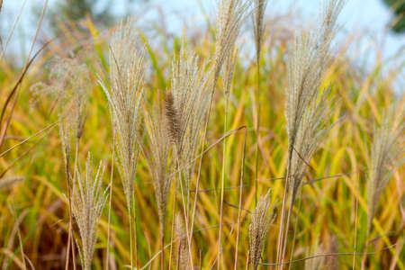 A reed close up viewの写真素材
