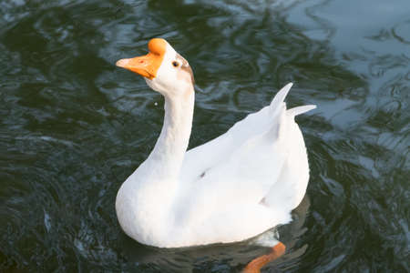 Close up view of a goose in the waterの写真素材