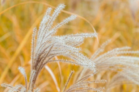 Autumn reeds close up viewの写真素材