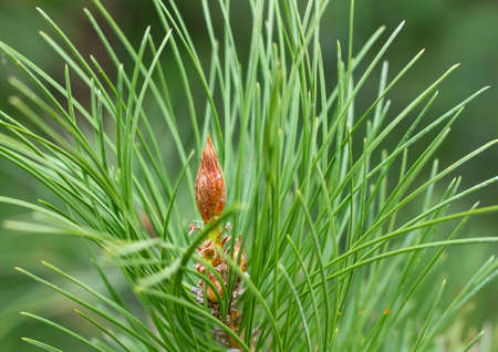 Green pine close up view