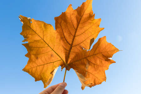 The leafの写真素材