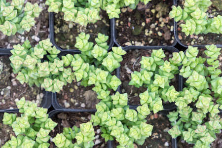 Succulent plants