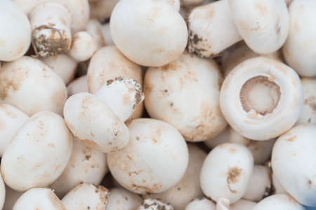 Dried mushroomの写真素材