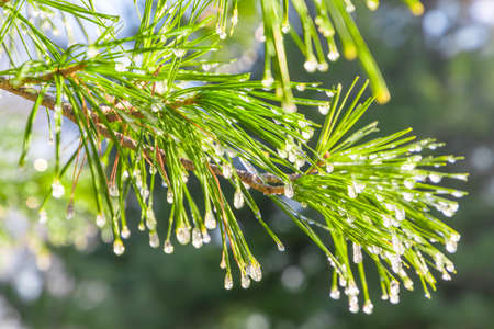 Water pine needlesの写真素材