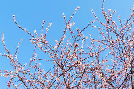 peach blossom