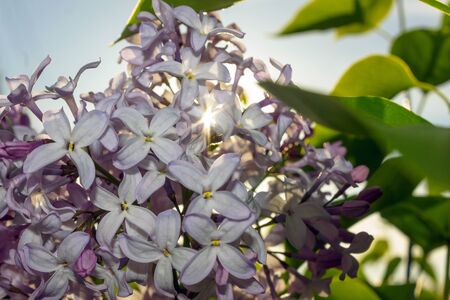 garden flowersの写真素材