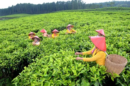 Tea pickers at the plantation in Lumajang government, East Java, Indonesia. Tea is produced and then exported to Japan, China and European countries. Photo taken, November 15, 2013. Photo taken on: November 14th, 2013.のeditorial素材