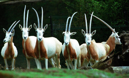 Antelope at Safari Park, Cisarua, Bogor, West Java, Indonesia.の写真素材