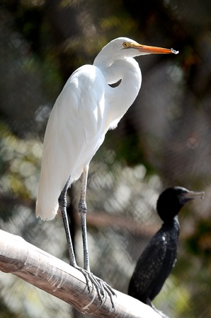 Egret bird in close up in Surabaya zoo, East Java, Indonesia.の写真素材