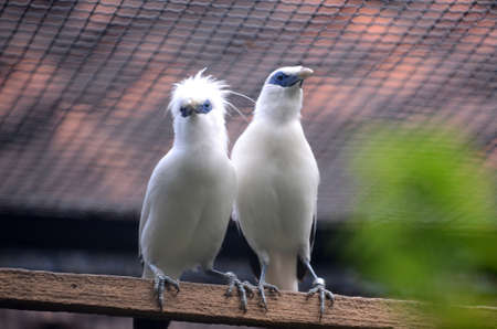Bali Starling Bintanag Suarabaya Gardens collection. Bali starling bird\\の写真素材