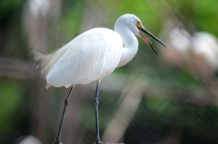 Egret bird in close up in Surabaya zoo, East Java, Indonesia