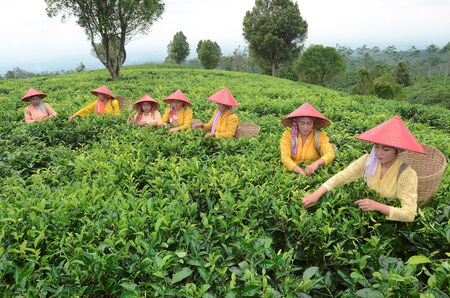 Tea pickers at the plantation in Lumajang government, East Java, Indonesia. Tea is produced and then exported to Japan, China and European countries. Photo taken, November 15, 2013. Photo taken on: November 14th, 2013.のeditorial素材