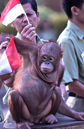 Shows orangutan follow the flag ceremony at the safari park, East Java, Indonesia on May 18, 2001.のeditorial素材