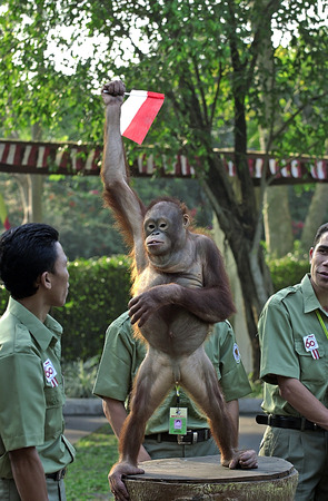 Shows orangutan follow the flag ceremony at the safari park, East Java, Indonesia on May 18th, 2001.のeditorial素材