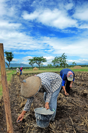 Farmers are planting corn on his farm Gontor Village, Ponorogo, East Java, Indonesia. Photo taken on: April 13st, 2014.のeditorial素材