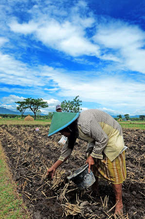 Farmers are planting corn on his farm Gontor Village, Ponorogo, East Java, Indonesia. Photo taken on: April 13st, 2014.のeditorial素材
