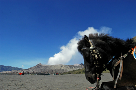 Horse transport tourists in Mount Bromo, East Java, Indonesiaの写真素材