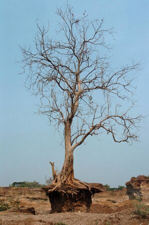 Dead trees in the dry nature in Mojokerto, East Java, Indonesiaの写真素材