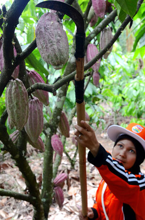 Glanmore cacao plantation, Banyuwangi, East Java, Indonesia.のeditorial素材