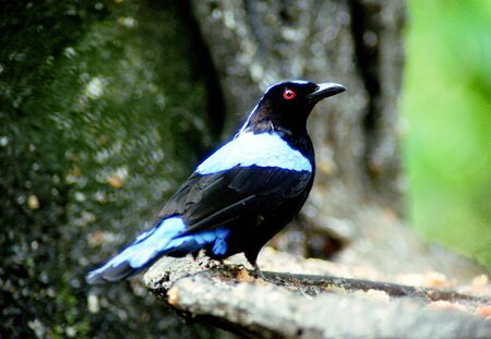Asian fairy bluebird (Irena puella), found in forests of tropical Asia.