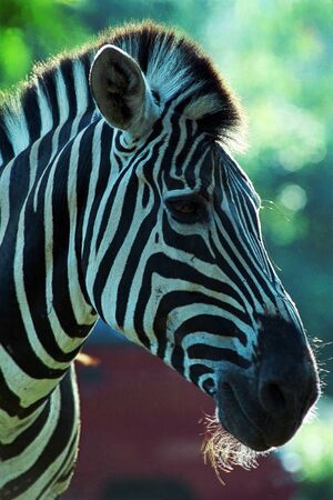 Zebra portrait in Safari Park Indonesia, Cisarua, Bogor, Indonesiaの写真素材