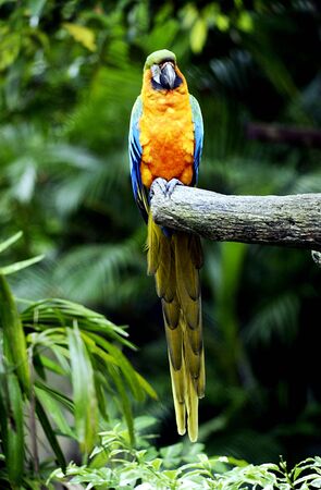 Colorful red parrot in wildの写真素材