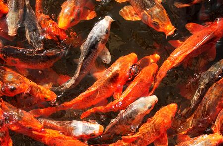 Fancy carp (fish) in Indonesiaの写真素材