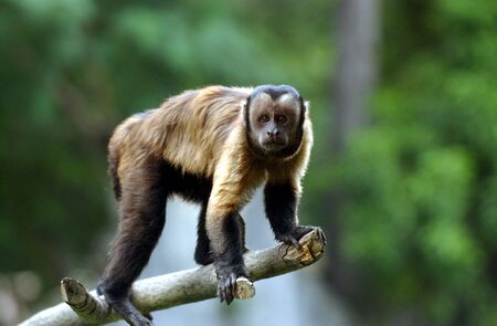 Capuchin monkey