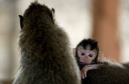 Monkey mother and child sitting toghether bali baby monkeyの写真素材