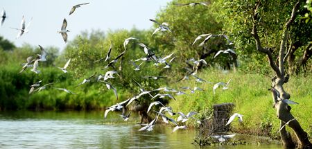 Flocks of seagulls flying over the pond in Indonesiaの写真素材