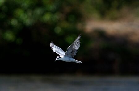 Flock of seagulls flying over the pond in Indonesiaの写真素材