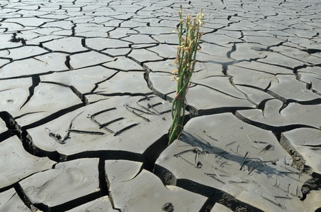 Dry soil due to the mudflow Sidoarjoの写真素材