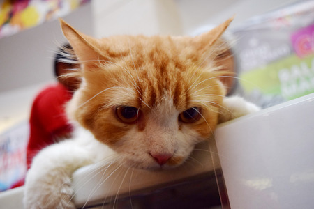 Red catの写真素材