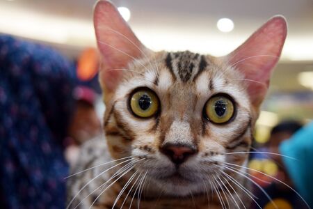 Bengal cat eyes